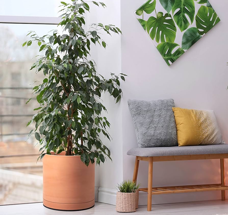 Amazon.co.jp: D'vine Dev XL 12インチ テラコッタ 植木鉢 排水